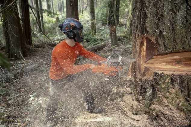 https://www-static-nw.husqvarna.com/-/images/aprimo/husqvarna/chainsaws/photos/action/oy-692029.webp?v=80a98d5f9be311b8&format=WEBP_LANDSCAPE_COVER_LG