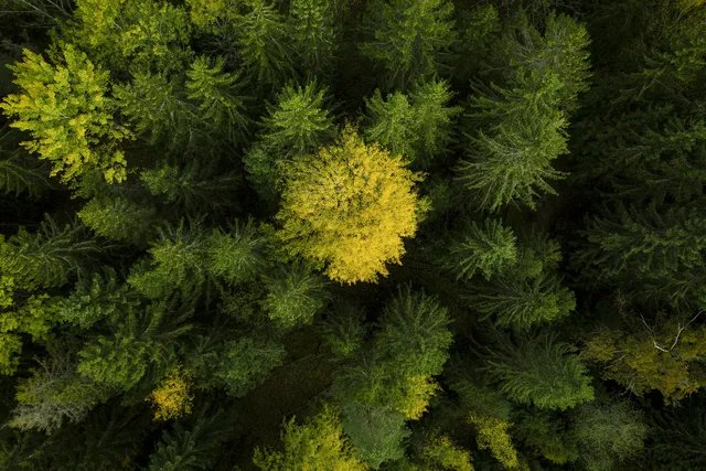 HUSQVARNA 542i XP® G Bar length 14 in