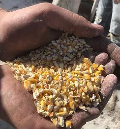 Automatic PTO Big Capacity Conveyor Discharge Mills