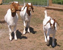 Floradale Goats