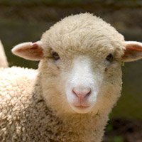 Floradale Sheep