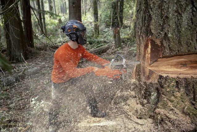 https://www-static-nw.husqvarna.com/-/images/aprimo/husqvarna/chainsaws/photos/action/oy-692029.webp?v=80a98d5f9be311b7&format=WEBP_LANDSCAPE_COVER_LG