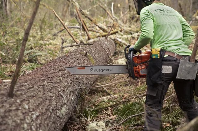 https://www-static-nw.husqvarna.com/-/images/aprimo/husqvarna/chainsaws/photos/action/vv-962869.webp?v=a84ae9a99be311b7&format=WEBP_LANDSCAPE_COVER_LG