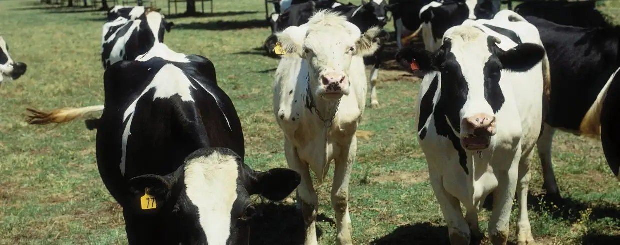 New Holland LA Series Front Loader