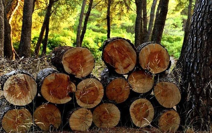 What Size Chainsaw Do I Need? | Husqvarna & ECHO Guide