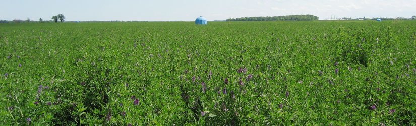 General Seed Company Alfalfa (Also Available in Organic)