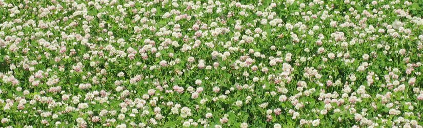 General Seed Company White Clover