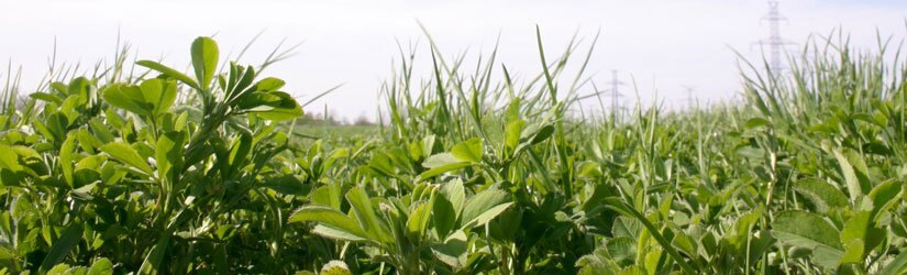 General Seed Company AG2: Alfalfa/timothy Grassland Mixture
