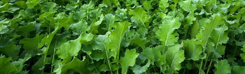 General Seed Company Forage Kale