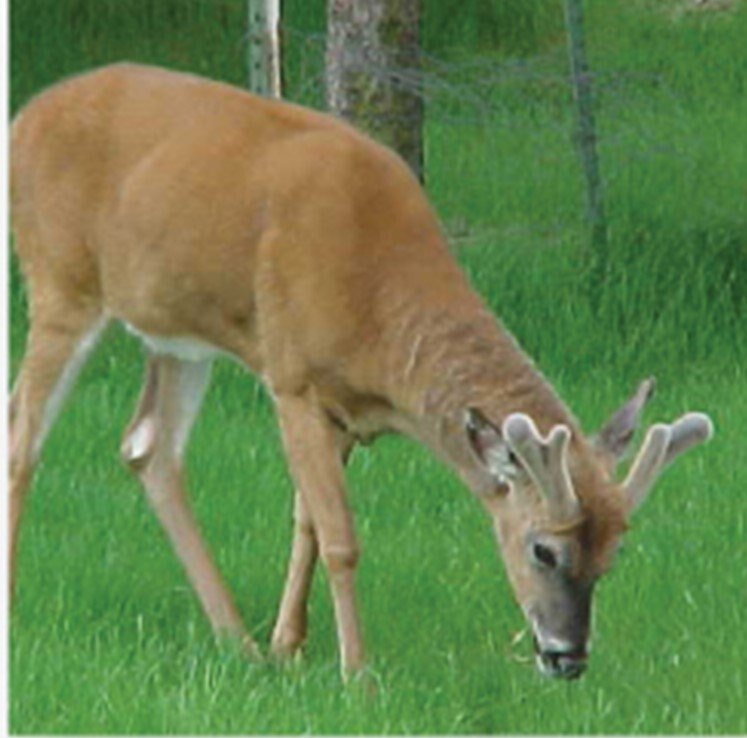 Floradale Deer & Elk