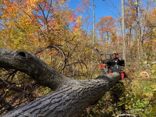 Branch Manager 56 T2001 BMGXT Mini Skid Steer Log Grapple