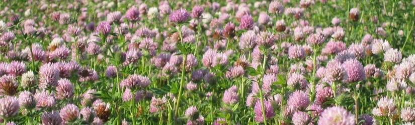 General Seed Company Double Cut Red Clover (Also Available in Organic)