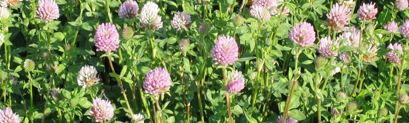General Seed Company Single Cut Red Clover (Also Available in Organic)