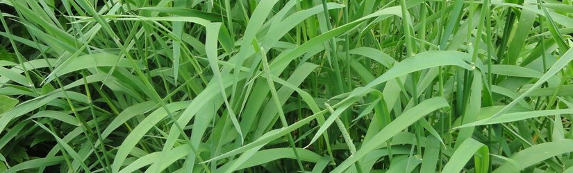 General Seed Company Reed Canary Grass