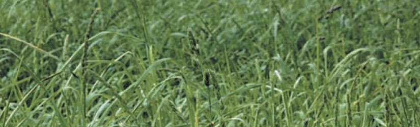 General Seed Company Orchardgrass (Also Available in Organic)