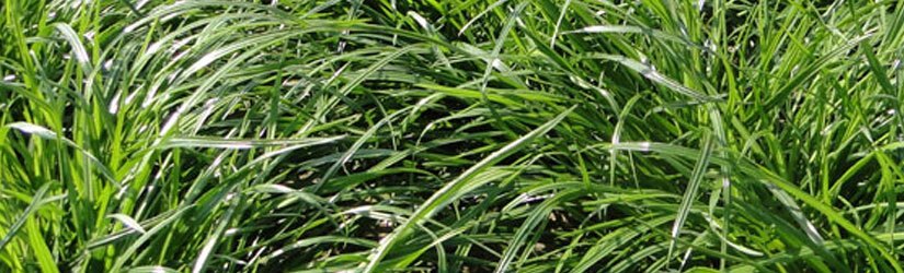 General Seed Company Perennial Ryegrass (Also Available in Organic)