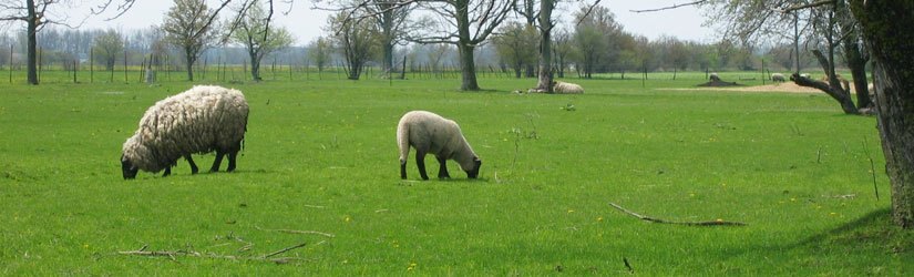 General Seed Company Sheep/Goat Pasture Mixture