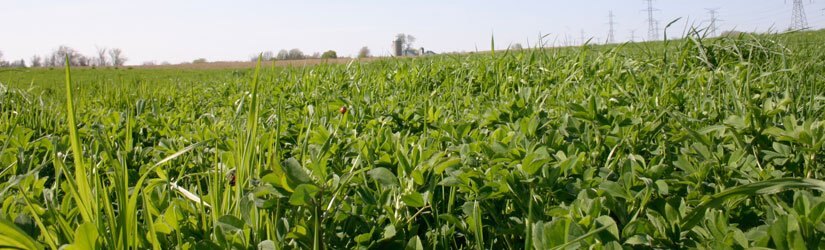 General Seed Company AG1: Alfalfa Grassland Mixture