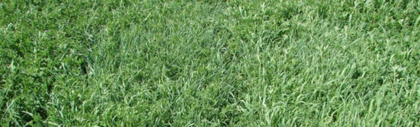 General Seed Company AG3: Alfalfa Grass Mixture