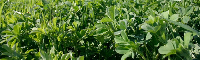 General Seed Company AG5: Alfalfa With Aggressive Grass Mixture