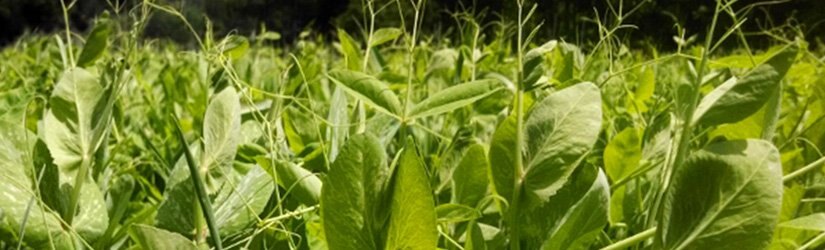 General Seed Company Forage Peas