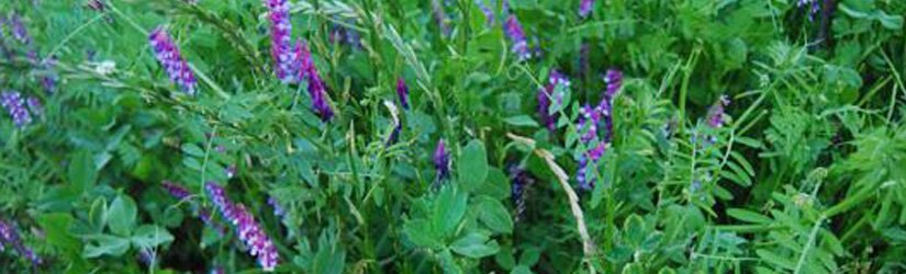 General Seed Company Common Vetch