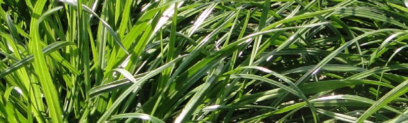 General Seed Company Annual Ryegrass
