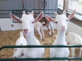 Floradale Goats