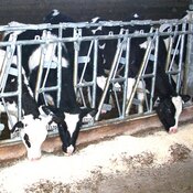 Canarm Calf Open Top Self Locking Feed Fronts