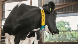 GEA CowScout Heat Detection & Health Management