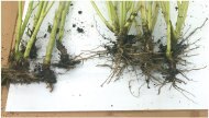 Biological Plant Health, Seed Treatment, & Soil Remediation Liquid 4 X 4L Jugs