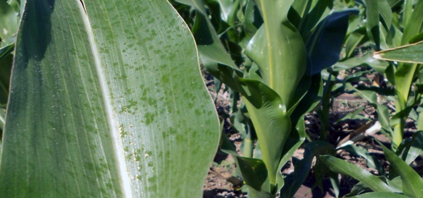 Liquid Foliar Fertilizer with 72% Slow Release Crop Safe Nitrogen